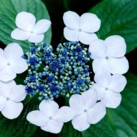 ガクアジサイ　花　正面
＝１９９９年６月２４日、千葉市（初芝清氏撮影）
