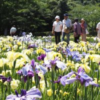 紫、白、黄…色とりどり　８日まで「花菖蒲まつり」　袖ケ浦公園