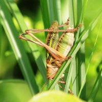 キリギリス　安らぎ覚える鳴き声　成田篤彦　【房総の草木虫魚】（４４７）