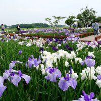 見頃を迎え、色鮮やかに咲くハナショウブ＝旭市
