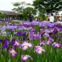 色鮮やかハナショウブ　旭市・川口沼親水公園
