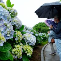 「地球の丸く見える丘ふれあい広場」で来訪者を楽しませるアジサイ＝１０日、銚子市