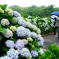 梅雨空に彩り　銚子　アジサイ見頃