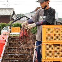 日本一のサツマイモ目指す　スカイアースファーム株式会社（成田市）　【輝く！千葉の企業　日本政策金融公庫レポート】（１２５）