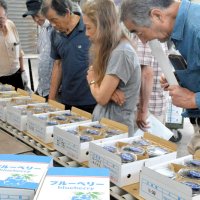 審査会で、規格に適合しているか確認する生産者ら＝１３日、いすみ市