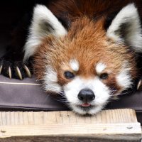 風太の誕生日セレモニー７月５日開催　２２歳迎える人気レッサーパンダ、千葉市動物公園で生配信も