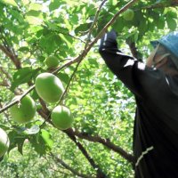 梅の実、大粒続々と　保全団体、収穫作業に汗　横芝光・坂田城跡