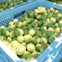かごいっぱいに収穫された梅の実＝５日、横芝光町