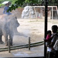 ぞうが飛ばす水を浴びる家族連れ＝２０日、市原市の市原ぞうの国