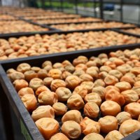 夏の日差しをたっぷり浴びて赤く色づき始めた梅干しがずらりと並ぶ＝２５日、横芝光町