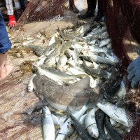 地引き網にはサメやボラ、シマアジ、コノシロなどが引き揚げられた＝１日、勝浦市