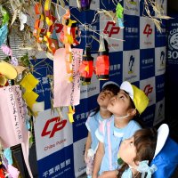 平和願い七夕飾り　市川、園児ら行徳署に贈る