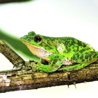モリアオガエル　本県では分布拡大中　成田篤彦　【房総の草木虫魚】（４４９）