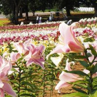 丘一面色とりどり　ユリ３万株咲き競う　東京ドイツ村