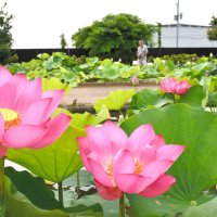 水郷の夏あでやかに　あやめパーク「観蓮会」ハス３００種お出迎え　小舟乗り間近で観賞も　香取