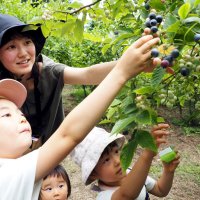 夏の味覚、その場で満喫　観光ブルーベリー一斉開園　木更津