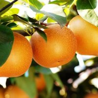 特産の梨ネット販売　８月中旬から順次発送　鎌ケ谷