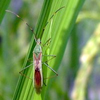 斑点米カメムシ大量発生　３年連続注意報　米の品質低下懸念