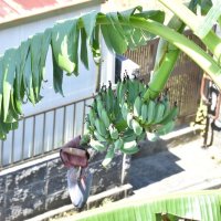 鶴岡さん方の庭で青々と実ったバナナ
