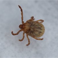 【速報】マダニ媒介の日本紅斑熱　君津の９０代男性死亡　２２年以来、千葉県内３例目