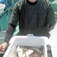 保田沖で釣り上げたアジ（写真は「村井丸」提供）