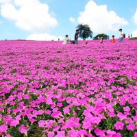 「桃色吐息」鮮やか夏景色　富津・マザー牧場