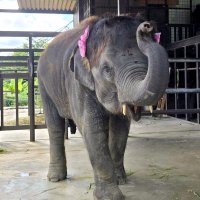 もも夏７歳おめでとう　市原ぞうの国、来園者祝福