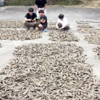 房州サバ節　天日干し　半年かけ手作業で仕上げ　館山１００年の味