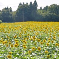 “夏一色”　成田ゆめ牧場　ヒマワリ畑、じゃぶじゃぶ水広場