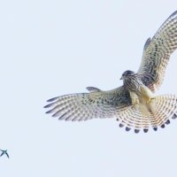 チョウゲンボウ　タマムシを見つめる＝２０１３年８月１１日、木更津市（筆者撮影）
