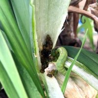 長ネギの中に入り込んだシロイチモジヨトウの幼虫（千葉県農林総合研究センター提供）