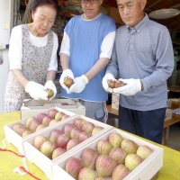 ふっくら甘い実たわわ　「姉崎いちじく」出荷始まる