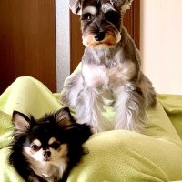 トレーニングの第一歩　犬の視点に立って　堀田素愛　【わんこのわ】（５１）