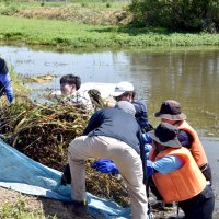 「地球上最悪」の侵略水草ナガエツルノゲイトウ　印旛沼で駆除作戦、学生ら奮闘　佐倉