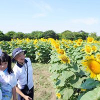 満開となったヒマワリ畑＝２０日、匝瑳市