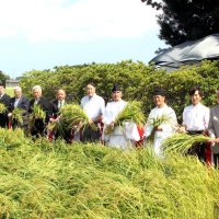主基斎田で「抜き穂祭」　明治神宮新嘗祭に奉納　鴨川