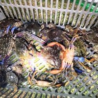 採捕が規制される海域で、千葉県職員が捕獲したガザミ類（県提供）