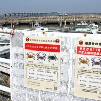 ワタリガニ、遊漁者採捕を禁止へ　木更津金田・牛込沖　外国人急増受け９～１１月夜間