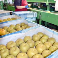 「梨といえば千葉県」定着へ　県が新ブランドデザイン初募集　１０月１５日まで