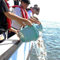 水産資源つなぎ未来へ　マダイ稚魚１５００匹中学生放流　いすみ
