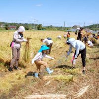 加茂米　実りの秋　残暑の中、稲刈りに汗　市原