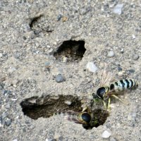 市原・青葉台に絶滅危惧種ハチ　公園の砂場で営巣、子育て　住民と市が見守り　ニッポンハナダカバチ