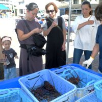水槽に入れられて鮮度抜群の状態で直売される伊勢エビ