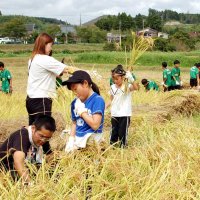 ゾウふん堆肥コメ人気　市原　星野農園、循環型農業が結実　家族連れ、中学生ら稲刈り