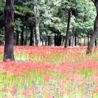 秋告げる深紅の絨毯　ヒガンバナ見頃　八千代・村上緑地公園
