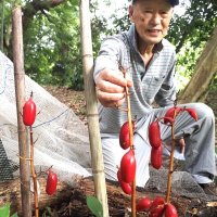ツチアケビ　真っ赤な実　君津・鹿野山　巨樹の下で鈴なり