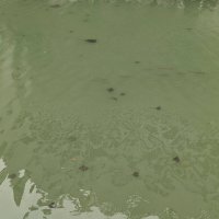 【動画あり】県庁前の都川にエイの群れか　千葉市　汽水域、年に数回海から遡上