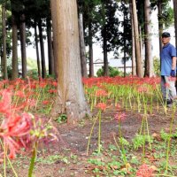 日本寺をヒガンバナ名所に　多古・８７歳の加瀬さん　「きれいだね」励みに整備