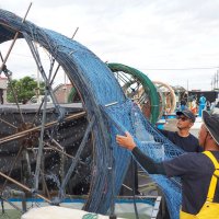 豊作願いノリ種付け　富津、養殖網巻き水車回す
