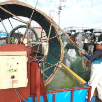 水車を回転させ、巻き付けた網にノリの胞子を付ける種付け作業＝６日、富津市